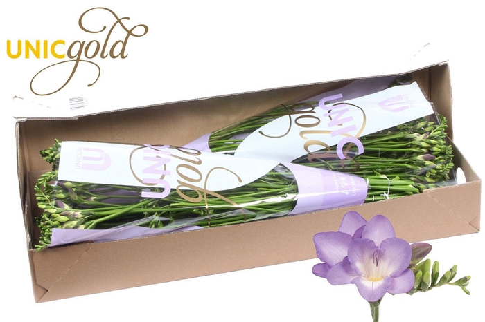 <h4>UG MC Hofland - Palermo box</h4>