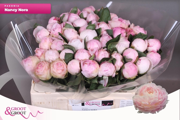 <h4>PAEO L NANCY NORA</h4>