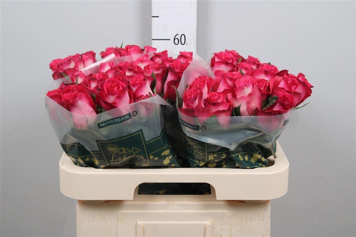 <h4>R Gr Nicoletta</h4>