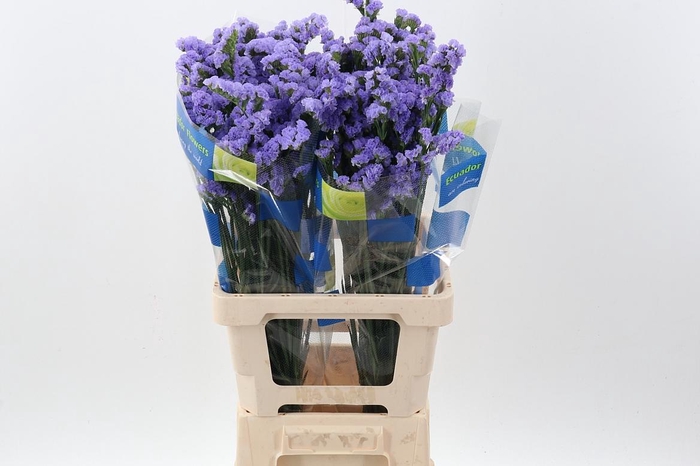 <h4>Lim S Sky Blue</h4>