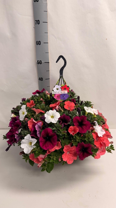 <h4>PET CARNAVAL EXTRA HANGPOT DARK</h4>