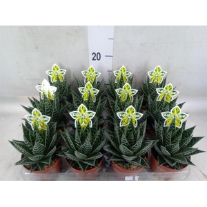 Aloe aristata 'Tiki Tahi'