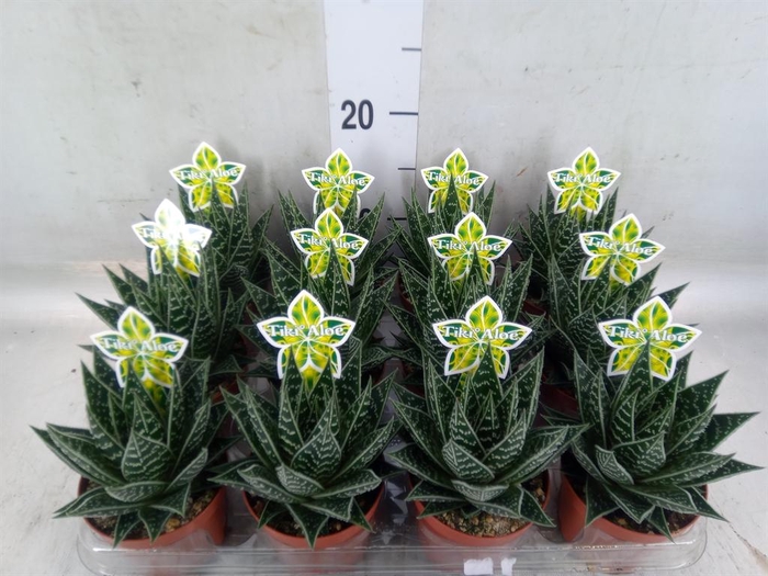 <h4>Aloe aristata 'Tiki Tahi'</h4>