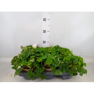 Oxalis trian. ssp papilion.