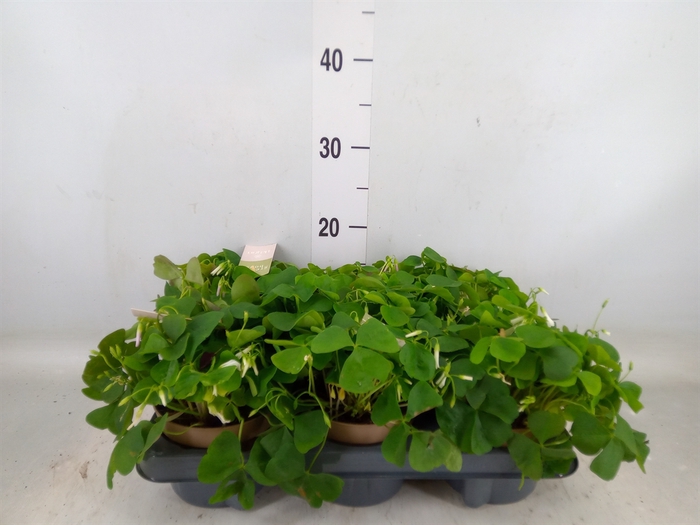 <h4>Oxalis trian. ssp papilion.</h4>