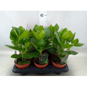 Clusia rosea 'Princess'