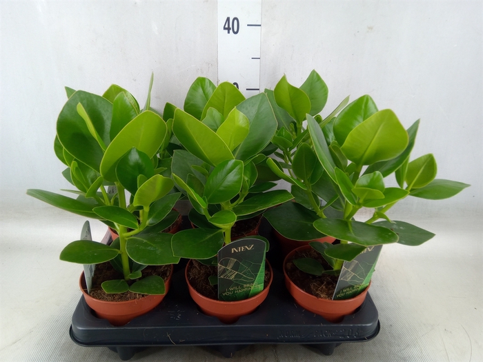 <h4>Clusia rosea 'Princess'</h4>