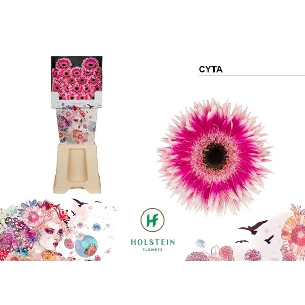<h4>Ge Mi Spider Cyta Diamond Holstein</h4>
