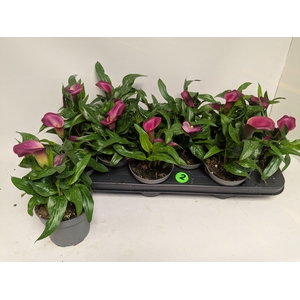 ZANT ROYAL VALENTINE