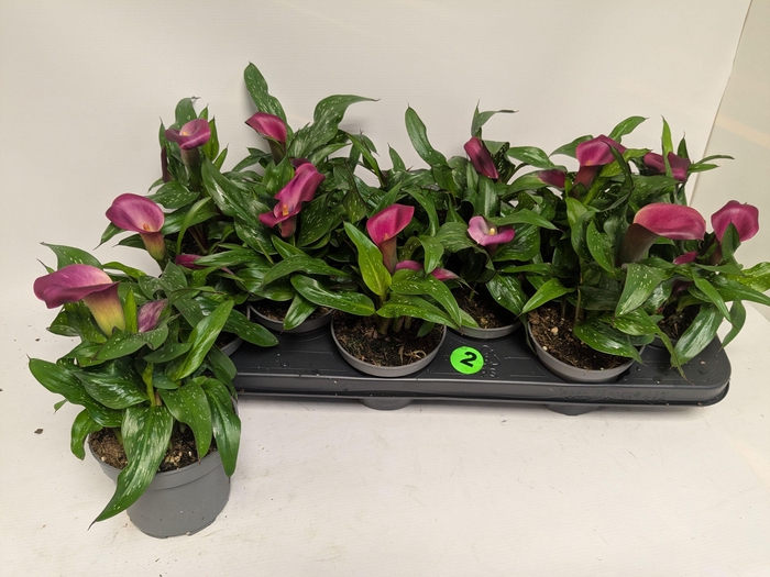 <h4>ZANT ROYAL VALENTINE</h4>