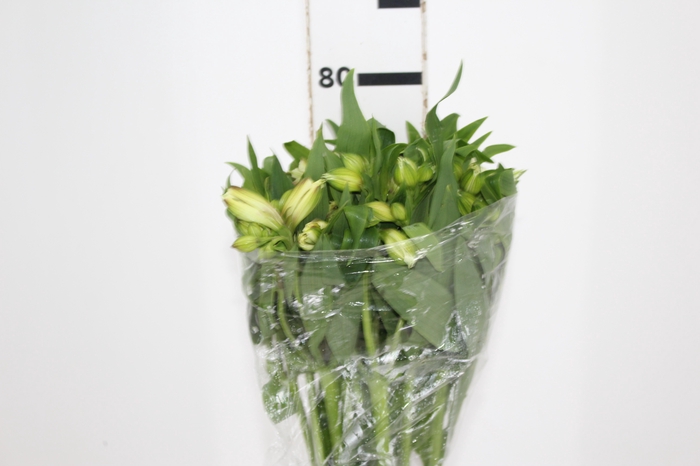 <h4>ALSTROEMERIA WHITNEY 080 CM</h4>