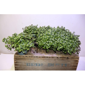 arr8 Callisia Repens