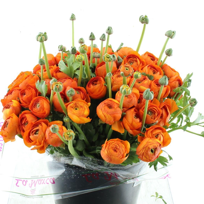 <h4>Ran Su Sr Anthenora Orange Super</h4>