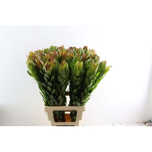 Leucad Goldstrike 80cm