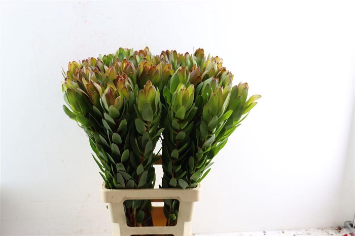 <h4>Leucad Goldstrike 80cm</h4>