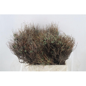 Euph Spinoza Medium 400gr P Bunch