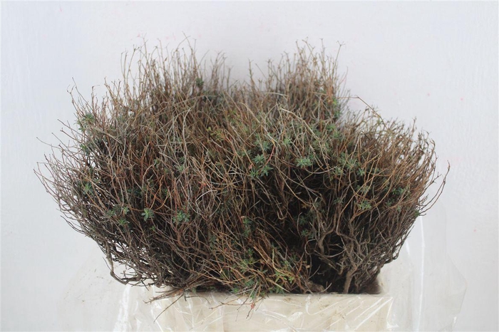 <h4>Euph Spinoza Medium 400gr P Bunch</h4>