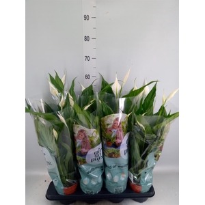 Spathiphyllum  'Sweet Chico'