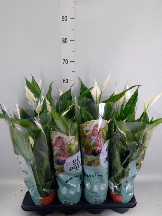 <h4>Spathiphyllum  'Sweet Chico'</h4>
