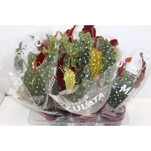 BEGONIA MACULATA P15 PO