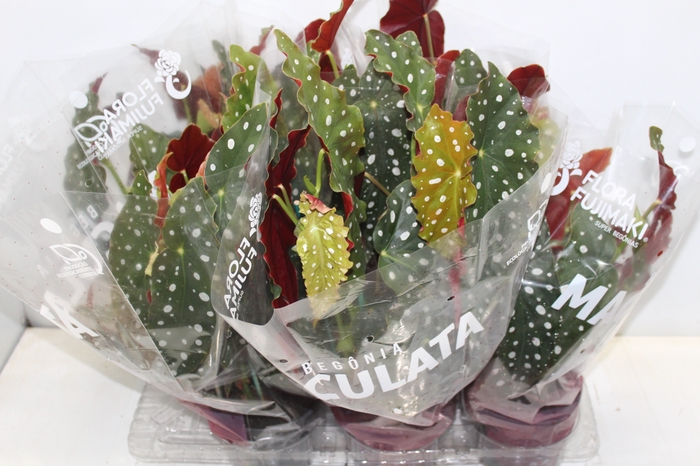 <h4>BEGONIA MACULATA P15 PO</h4>