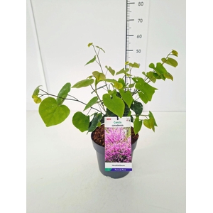 Cercis canadensis