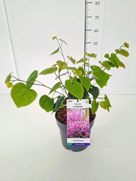 <h4>Cercis canadensis</h4>