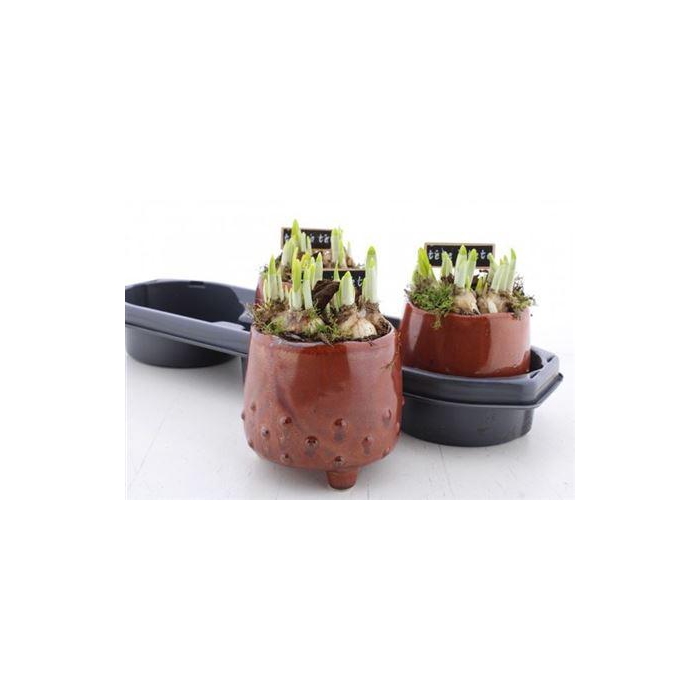 <h4>Arr N Tete A Tete</h4>