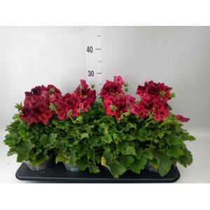 Pelargonium gran. ..