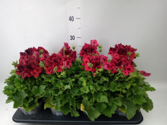 <h4>Pelargonium gran.   ..</h4>