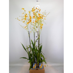 Oncidium   ...