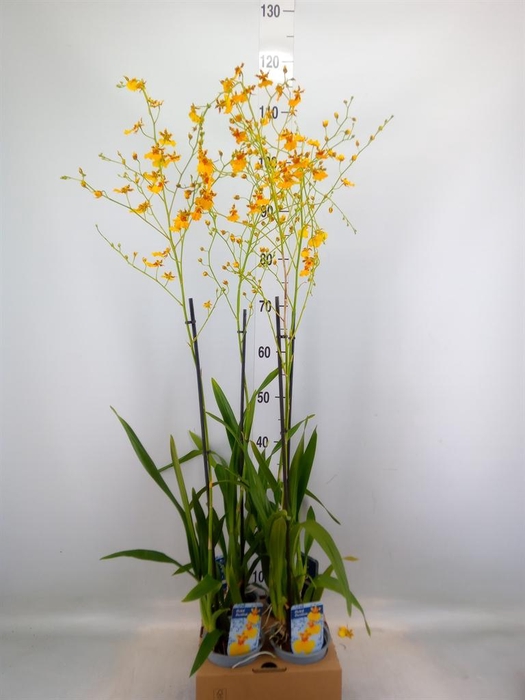 <h4>Oncidium   ...</h4>