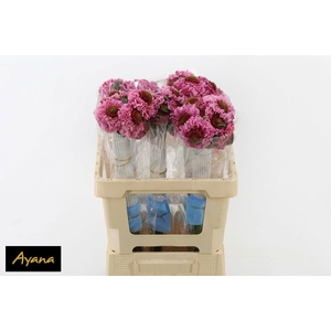 Scab At F Scoop Pops