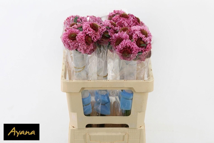 <h4>Scab At F Scoop Pops</h4>