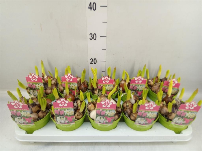 <h4>Bolbloemen   ...mix</h4>