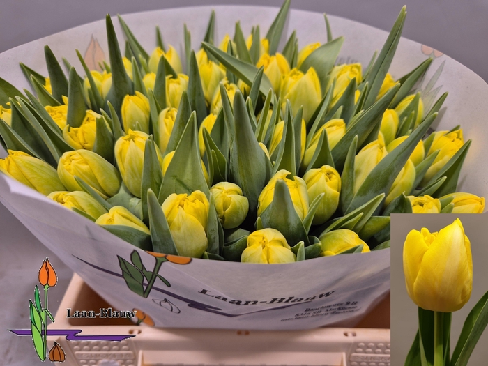 <h4>TU DU MARIE JO</h4>