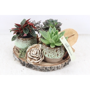 arr2 MB - Hout schijf 3pot blue