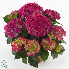 Hydr M Red Beauty 15+