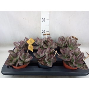 Kalanchoe humilis 'Surpris Desert'