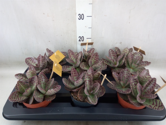<h4>Kalanchoe humilis 'Surpris Desert'</h4>
