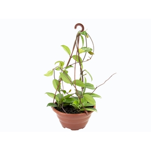 HOYA CARNOSA COMPACTO C21 SEM FLOR