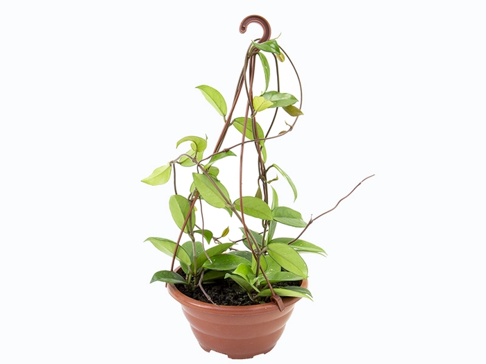 <h4>HOYA CARNOSA COMPACTO C21 SEM FLOR</h4>