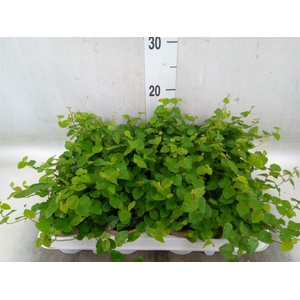 Ficus pumila 'Sunny Green'