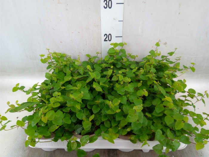 <h4>Ficus pumila 'Sunny Green'</h4>