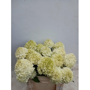 HYDR PA LIMELIGHT