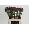 Allium Sphaerocephalon