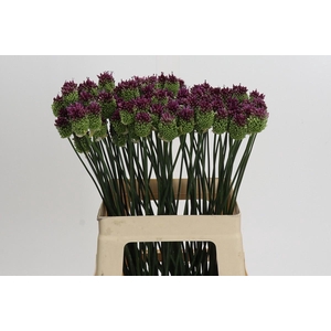 Allium Sphaerocephalon