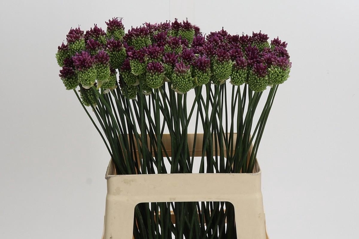 Allium Sphaerocephalon