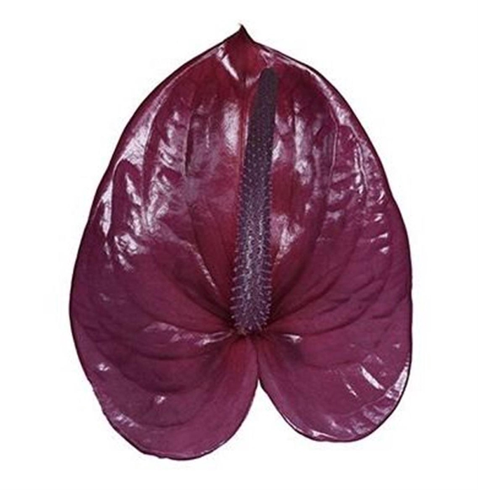 <h4>Anth A Utah</h4>