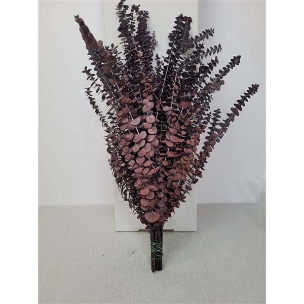 <h4>GESTABILISEERD EUC BABY ROOD</h4>